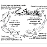 Coho Salmon life cycle thumbnail.