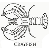 Image of a cray fish.