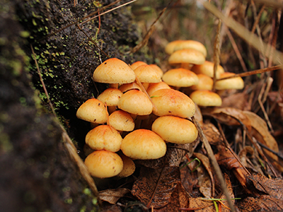 A bunch of yellowish button mushrooms in a cluster.