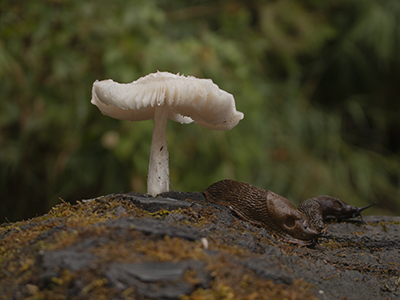 A single white mushroom on a tree stump.