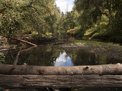 Upper Nehalem River with woody debris around the riverbed.