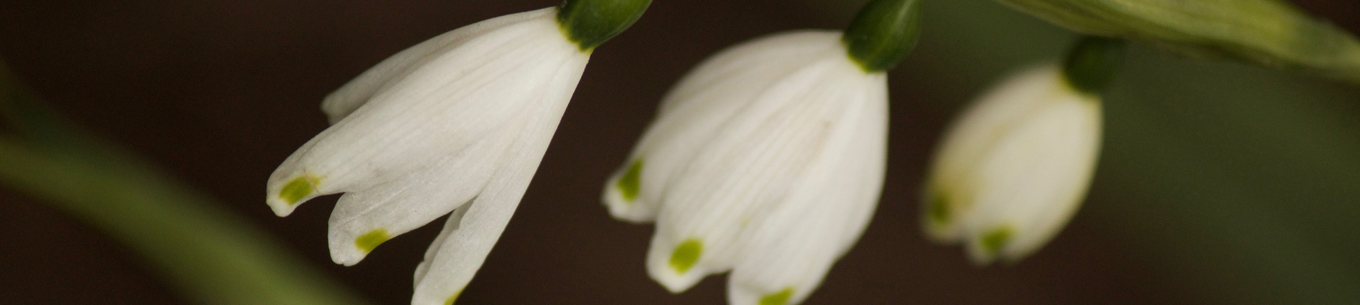 Three white flowers cranning downward.