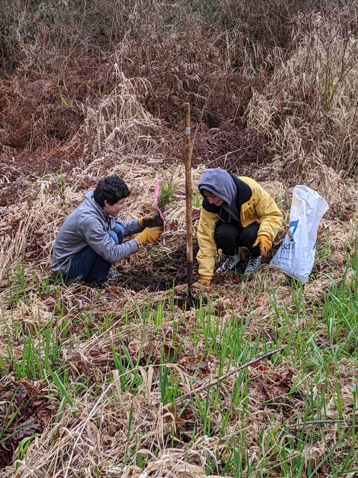 Two volunteers, squatting, planting trees in a dry grassy area.